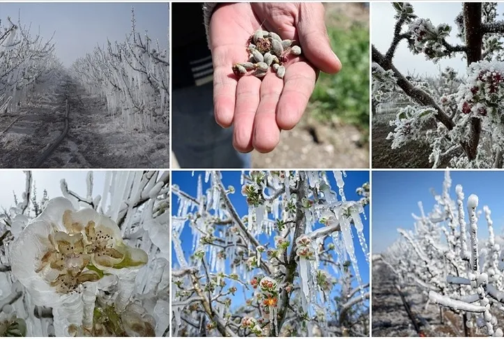 Zirai donun hasarı 21 milyar lira