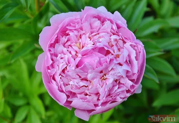 Uzman Yorumu: "Bilimsel Olarak Akla Yatkın" Londra'daki St John's Dermatoloji Enstitüsü'nden Dr. Christos Tziotzios, Yöntemin Bilimsel Temelini Şu Sözlerle...