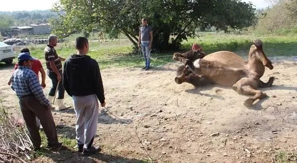 Bakıcısını öldüren deve kasaplara emanet edildi-5