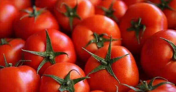 SON DAKİKA: Türkiye’nin domates ihracatı 11 ayda 280 milyon dolara ulaştı