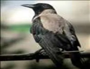 Kargaların Dünyası