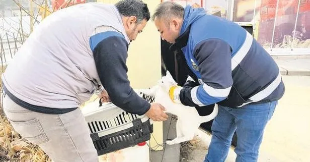 Bacağı kırılan kedi acile geldi! O anlar kamerada