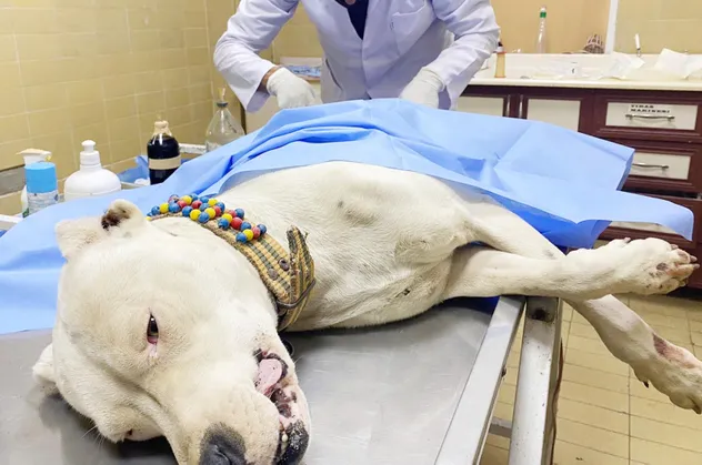 Hem pitbullu bıçaklandı hem dayak yedi hem de ceza kesildi