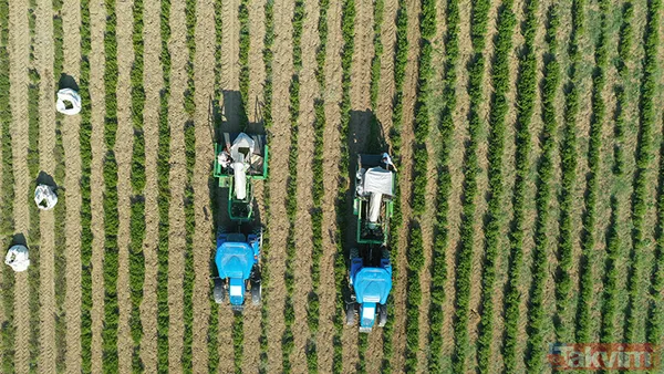 İbn-i Sina'dan şifa kaynağı baharat: En yaygın sağlık sorununa doğal çözüm - 11