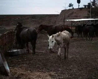 Adana’da at eti skandalı!