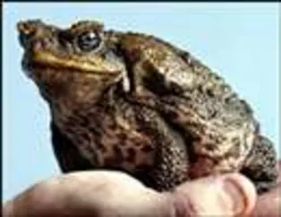 Kurbağaların Dünyası