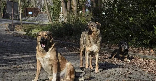 Sokak köpeklerini toplamayan belediye yetkilisine 3 yıl hapis