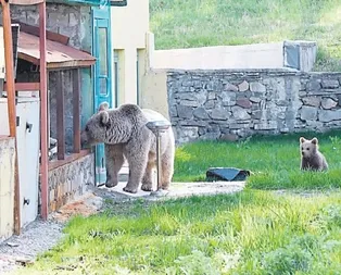 Yiyecek ar’AYI’şı