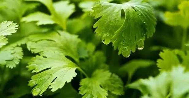 Erkeklerin kalp sağlığını koruması için tüketmesi gereken besinler nelerdir?