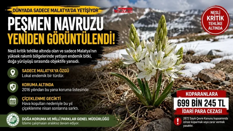 gormesi-bedava-dokunmasi-700-bin-tl-dunyada-sadece-malatyada-yetisiyor-1778245238556.jpg Görmesi bedava dokunması 700 bin TL: Dünya’da sadece Malatya’da yetişiyor-2