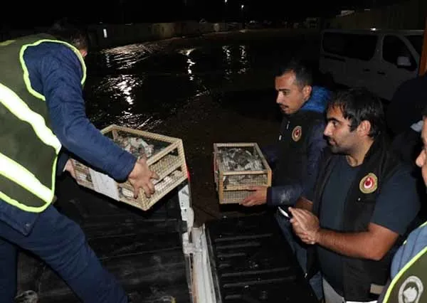 Kilis'te ele geçirildi! Tam 500 adet-2