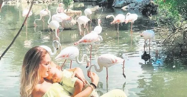 Flamingoların kanatları kesildi iddiası ortalığı karıştırdı