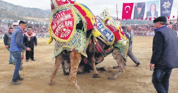 CHP’li Özlem Çerçioğlu deve güreşinde yenileceğini anlayınca beraberlik kararı verdi!