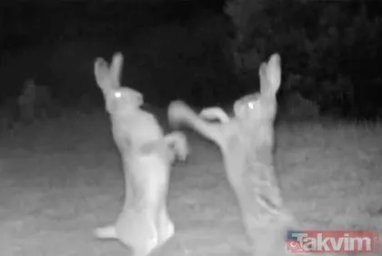 Yer: Artvin... Yaban tavşanları ormanda kavgaya tutuştu! Görüntüler sosyal medyada gündem oldu