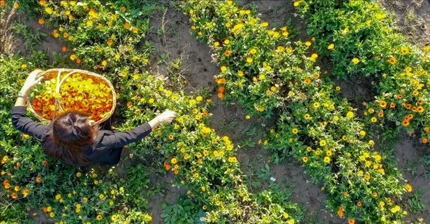 Dr. Nafiz Karagözoğlu değerlendirdi: Aynısefadan destek al