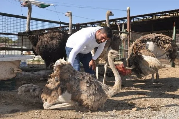 Talep Patladi Seralara Deve Kusu Yumurtasi Yetistiremiyor Kirsehir
