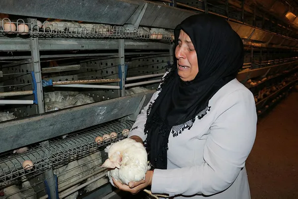 kahramanmarasta-sogutma-fani-bozulan-ciftlikteki-7-bin-500-tavuk-telef-oldu-1624615385442.jpg Kahramanmaraş'ta soğutma fanı bozulan çiftlikteki 7 bin 500 tavuk telef oldu-3