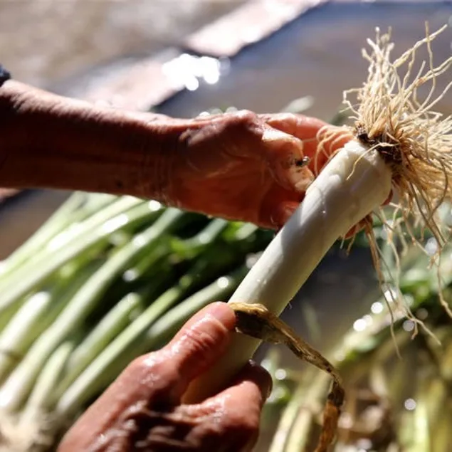 İltihaplara pırasa