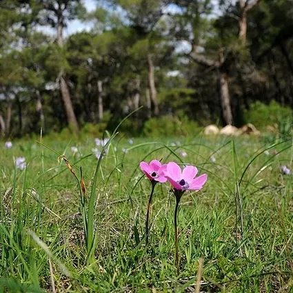 2026 yılı cemre düşme tarihleri: İlk cemre ne zaman düşecek?
