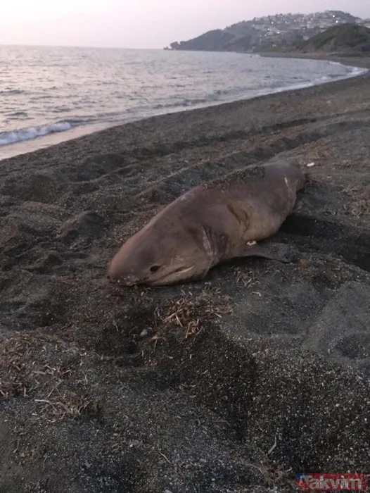 Görenler şoke oldu! İzmir'de karaya vurdu - 2