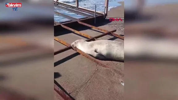 Akdeniz foku sahilde görüldü