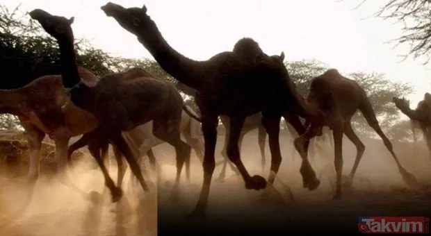 Avustralya'da 5 bin deve öldürüldü! Katliam devam edecek