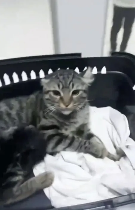 hayvanseverlerden-veterinere-sert-tepki-bu-adama-hayvan-emanet-etmeyin-1644220225885.jpg Hayvanseverlerden veterinere sert tepki: Bu adama hayvan emanet etmeyin-4