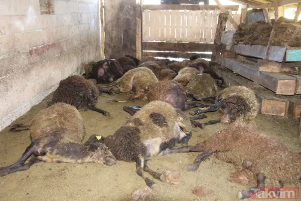 Kurt ağıla girdi! 40 koyun telef oldu 6 koyun yaralandı - 1