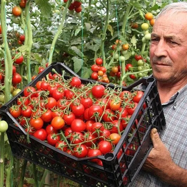 Prostatın çerisi!