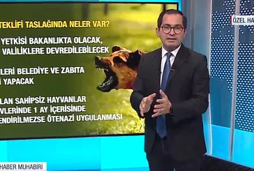 AK Parti’nin yasa taslağına A Haber ulaştı! İşte başıboş köpek düzenlemesinde detaylar