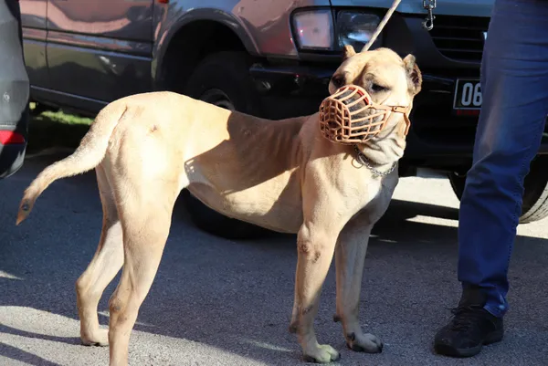 son-dakika-tarim-ve-orman-bakanligi-yasakli-kopek-irklarindan-20-bin-843-kopegin-kayit-altina-alindigini-acikl-1642171923277.jpg SON DAKİKA: Tarım ve Orman Bakanlığı yasaklı köpek ırklarından 20 bin 843 köpeğin kayıt altına alındığını açıkladı-6