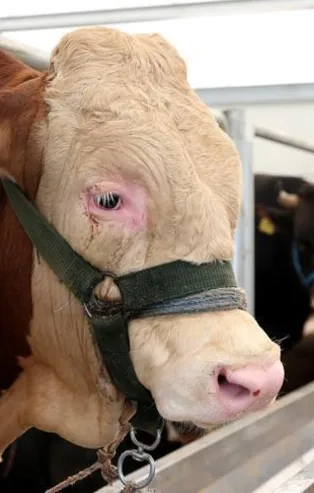 Son dakika: Kurban kesecekler dikkat! İstanbul Valiliği’nden kurban kesim yerlerine yönelik tedbirlere ilişkin açıklama