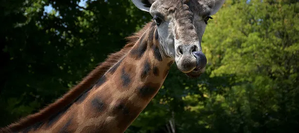 Rüyada zürafa görmek ne anlama gelir?