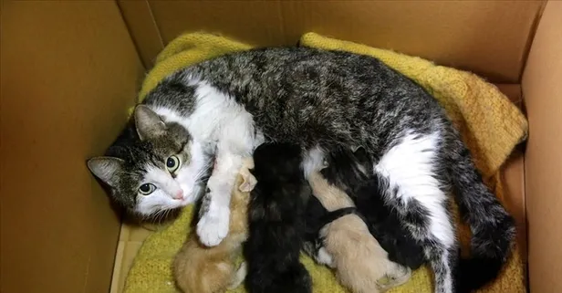 Eskişehir’de boş arsada 8 ölü kedi bulundu