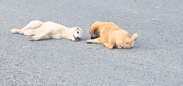 Saatlerce başında bekledi