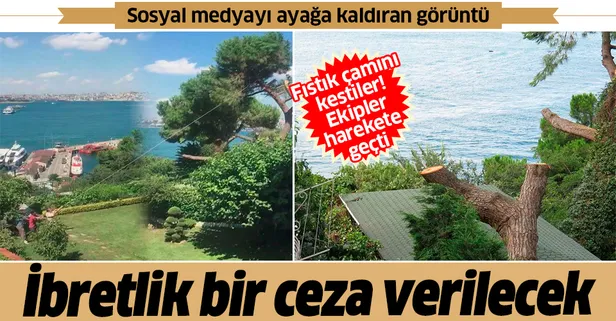 Son dakika: Üsküdar'da fıstık çamını kestiler: İbretlik bir ceza verilecek