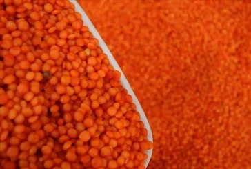 Mercimek kalbi korur