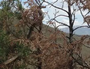 6 metrelik yılan korku dolu anlar yaşattı