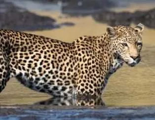 Leoparın müthiş taktiği