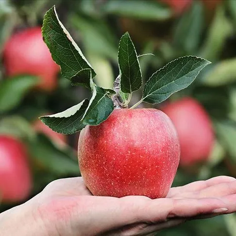 Alzheimer’a bir elma