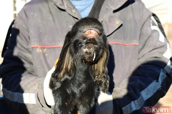 Görenler gözlerine inanamadı: Kilis'te gözleri alnının ortasında oğlak doğdu - 3