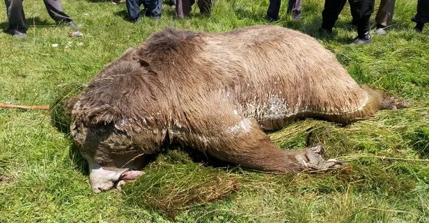 Bolu’da silahla vurulduktan sonra göle düşen boz ayı öldü! Katil aranıyor