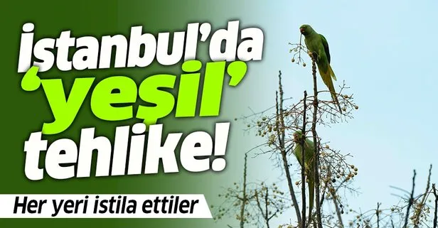Istanbul Da Yesil Tehlike Her Yeri Istila Ettiler Takvim