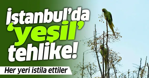 İstanbul’da yeşil tehlike! Her yeri istila ettiler