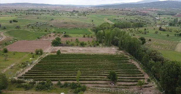 Kuşkonmaz doktor gibi