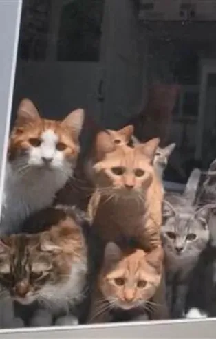 Sosyal medya meraklı kedileri konuşuyor