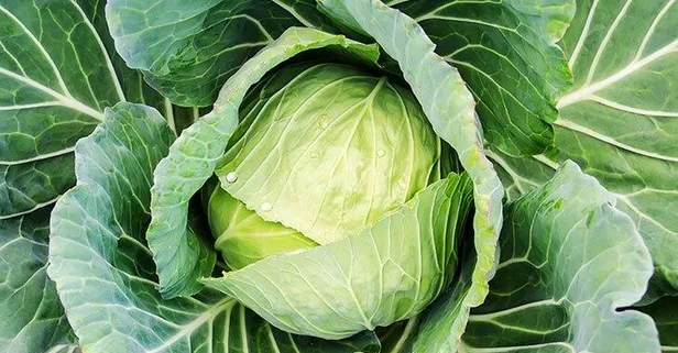 Lahana pazı beynin anahtarı