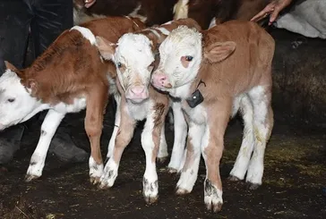 2025 Buzağı desteği yattı mı? Nisan ayı 1. dönem buzağı desteği ödemeleri ne zaman yatacak, kaç TL ödenecek?