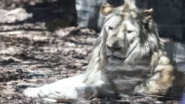 Rus virologtan ezber bozan açıklama! Koronavirüsün yarasadan bulaştığını biliyoruz ama...-3