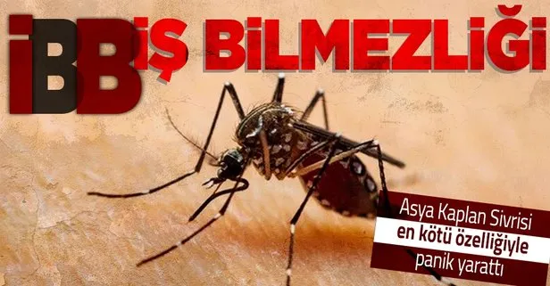 SON DAKİKA: İstanbul Asya Kaplan Sivrisineği paniği! Giysilerin üzerinden ısırabiliyor